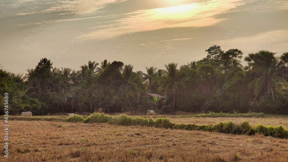 Obraz premium View of the field and tropical vegetation on the outskirts of Battambang. Cambodia. South-East Asia 
