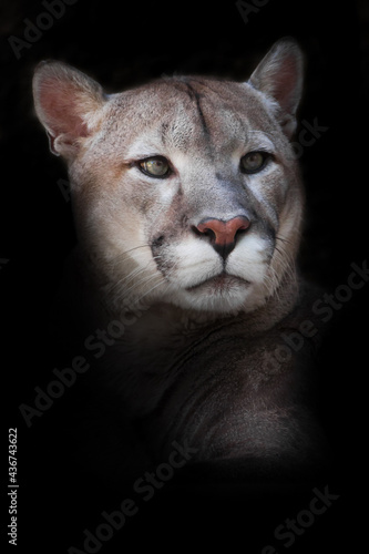 Proud cougar with green eyes looks down at you, head close-up black