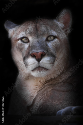 Perplexed questioning look of a powerful cougar full face, head on a black