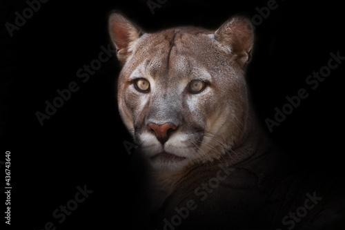 Perplexedly wide eyes looking ahead a strong puma on a black background head