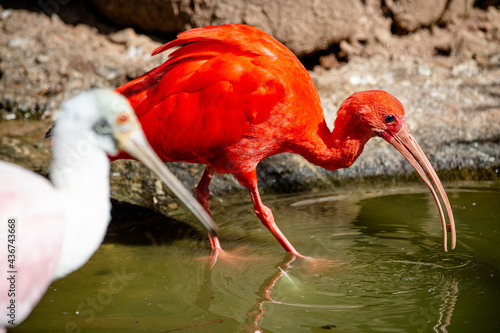 The red guará is a pelecaniform bird in the family Threskiornithidae. It is also known as íbis-escarlate, guará-vermelho, guará-rubro and guará-pitanga.  photo