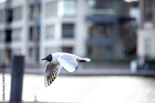Möwe im Flug bei schönem Wetter