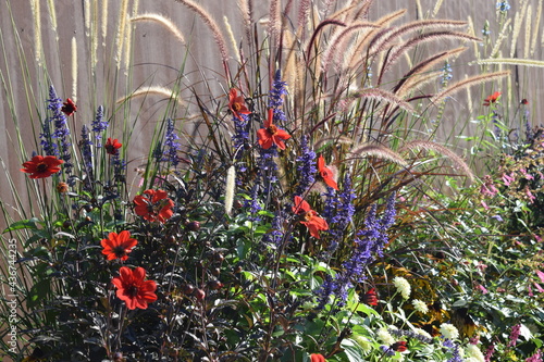 Parterre et composition florale. jardin  massif de fleurs  botanique  fleurs d automne  plantes d ornement  rouge  nature  jardinage