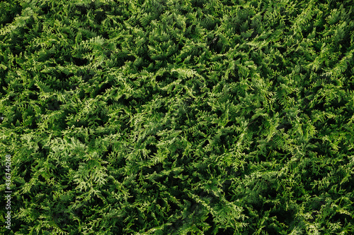 Green coniferous bush.Thuja hedge texture. American Arborvitae plant pattern. Evergreen Thuja occidentalis decorative fence. Thuja plant texture. Decorative green bush. Gardening hedge background.  photo