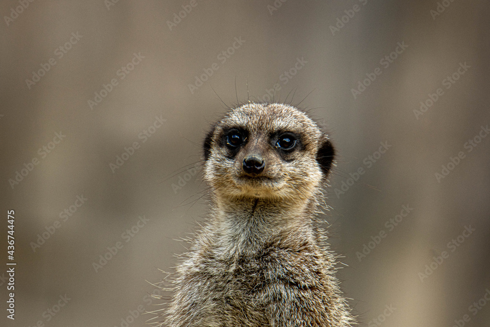 suricate