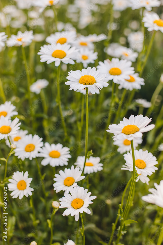Fototapeta premium field chamomile, medicinal chamomile, chamomile field
