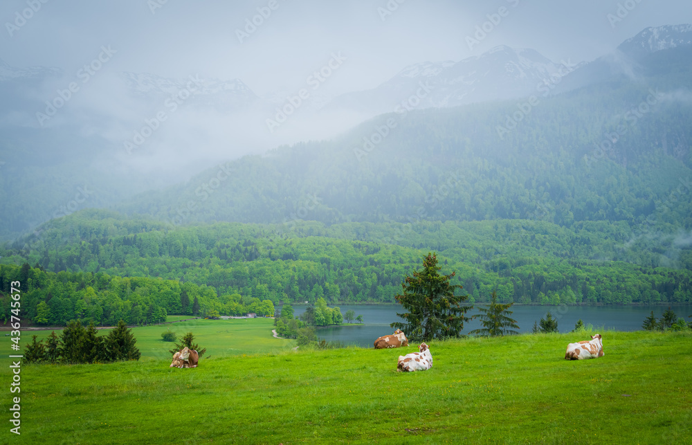 Cows chilling on a clearing above the Bohinj Lake during a rainy spring afternoon