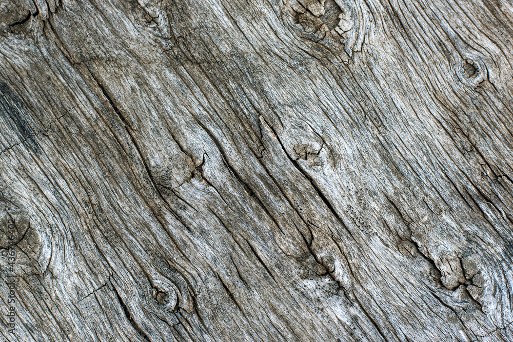Light grey surface of old weathered tree trunk with small trenches pattern as background for design extreme close upper view Light grey surface of old weathered tree trunk with small trenches pattern as background for design extreme close upper view