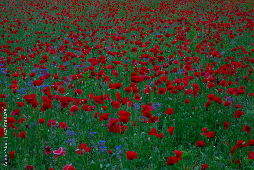 beautiful field of poppies