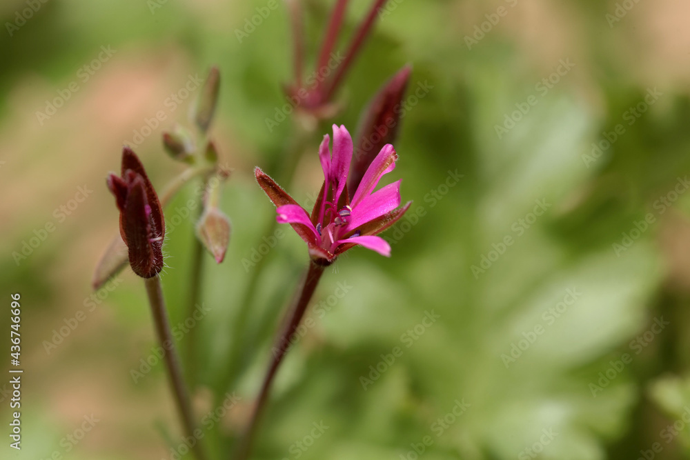 Flower of the geranium species, Pelargonium aspedifolium Flower of the geranium species, Pelargonium aspedifolium