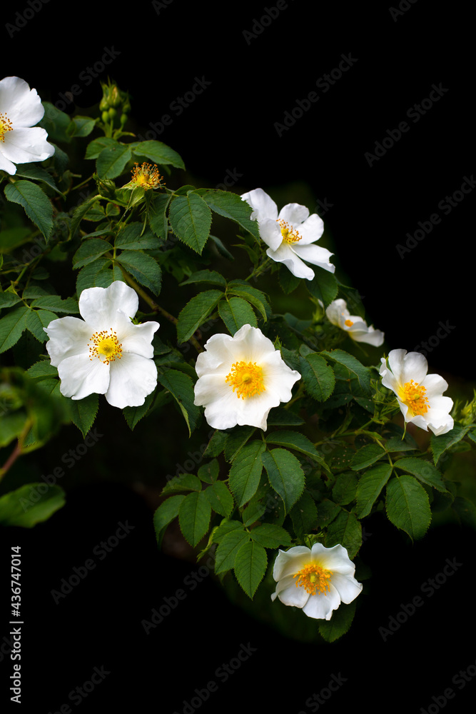 Fototapeta premium White flowers of wild rose on a black background. Gardening and plant care.