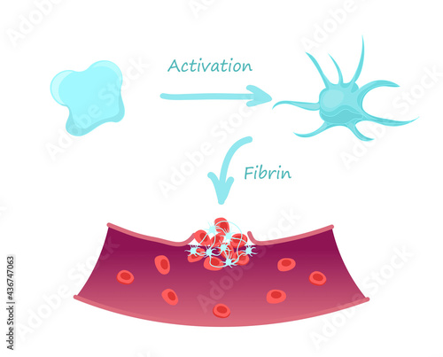 Platelete function diagram. Thromnosis physiology conceptual illustration