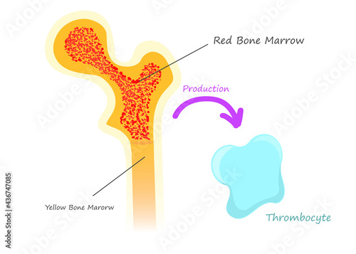 Red bone marrow thrombocyte platelete production. Diagram showing bone marrow and blood cell
