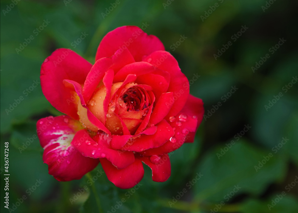 Rote Rose mit Tropfen