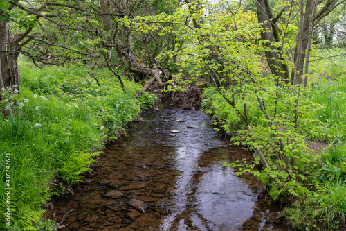 A small quiet stream in woodland