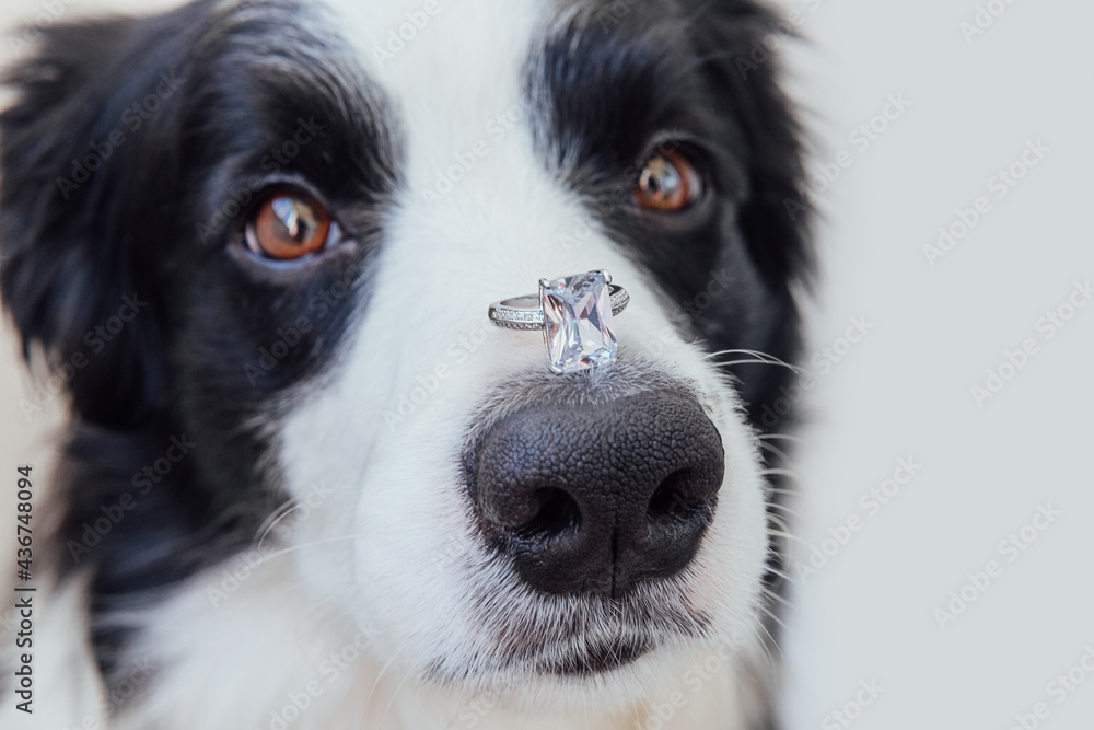 Will you marry me. Funny portrait of cute puppy dog border collie holding wedding ring on nose isolated on white background. Engagement, marriage, proposal concept Will you marry me. Funny portrait of cute puppy dog border collie holding wedding ring on nose isolated on white background. Engagement, marriage, proposal concept