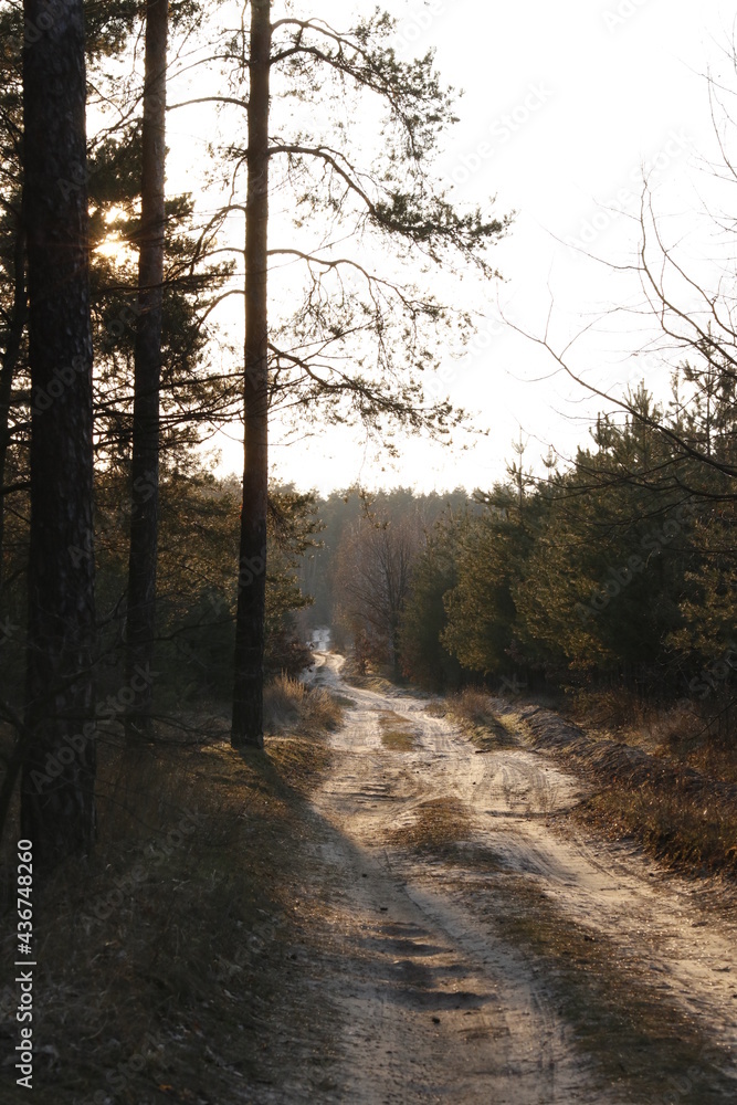sandy path in the Sunset lit woods sandy path in the Sunset lit woods