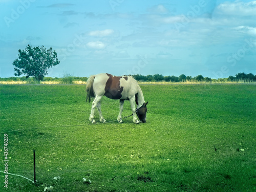 Horse grazing in the Argentine Pampean plain. Pipinas, Punta Indio, Buenos Aires photo