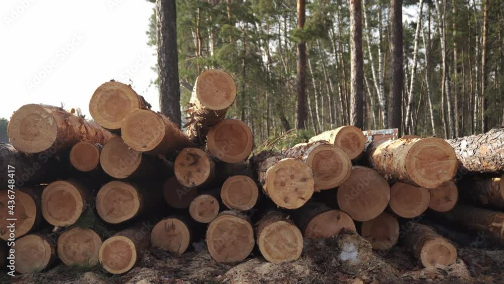 Big stack of sawn tree trunks lying in the pine forest filmed in closeup. Countryside landscape of the heap of cut timbers. Theme of deforestation and ecological system. Preparing of natural materials Big stack of sawn tree trunks lying in the pine forest filmed in closeup. Countryside landscape of the heap of cut timbers. Theme of deforestation and ecological system. Preparing of natural materials