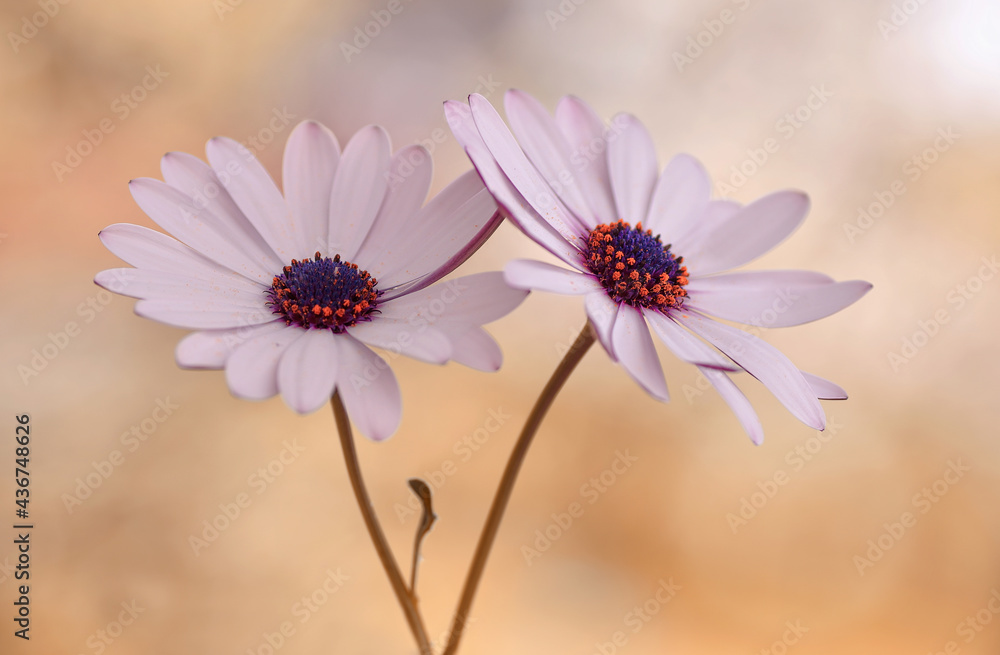 Kwiaty Osteospermum -Afrykańska stokrotka  - obrazy, fototapety, plakaty 