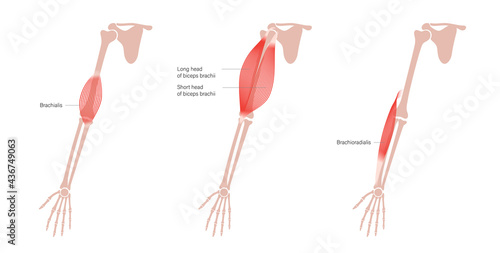 Human arm muscles