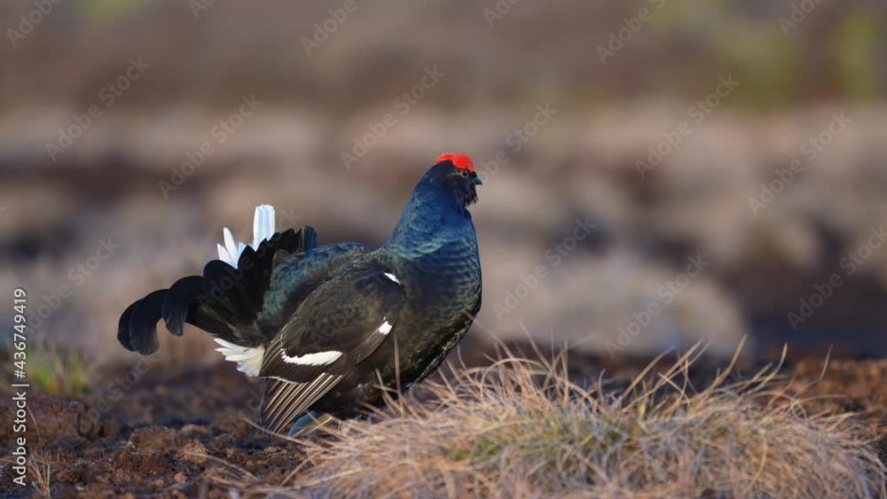 Black Grouse on spring bog ready for fighting, lekking. Spring colors of moors with black grouse, blackcock. Male Black Grouse lek game at sunrise. Lyrurus tetrix lekking in Estonia, Saaremaa swamp Black Grouse on spring bog ready for fighting, lekking. Spring colors of moors with black grouse, blackcock. Male Black Grouse lek game at sunrise. Lyrurus tetrix lekking in Estonia, Saaremaa swamp