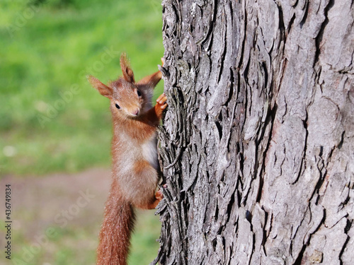 baby squirrel climbing at a tree © Juergen