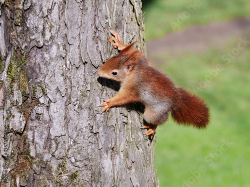 baby squirrel climbing at a tree