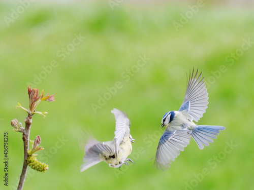 a couple of bluetits flying at birdgeeder