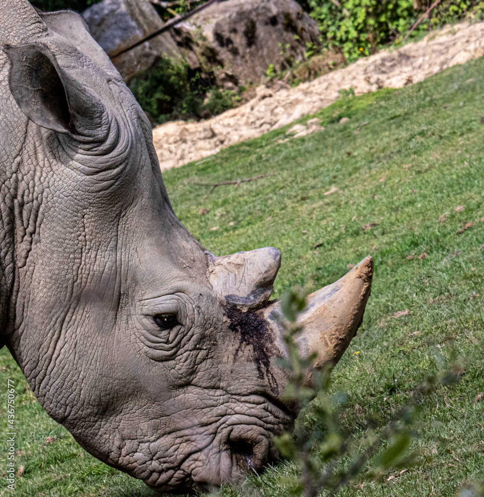 Fototapeta premium rhino