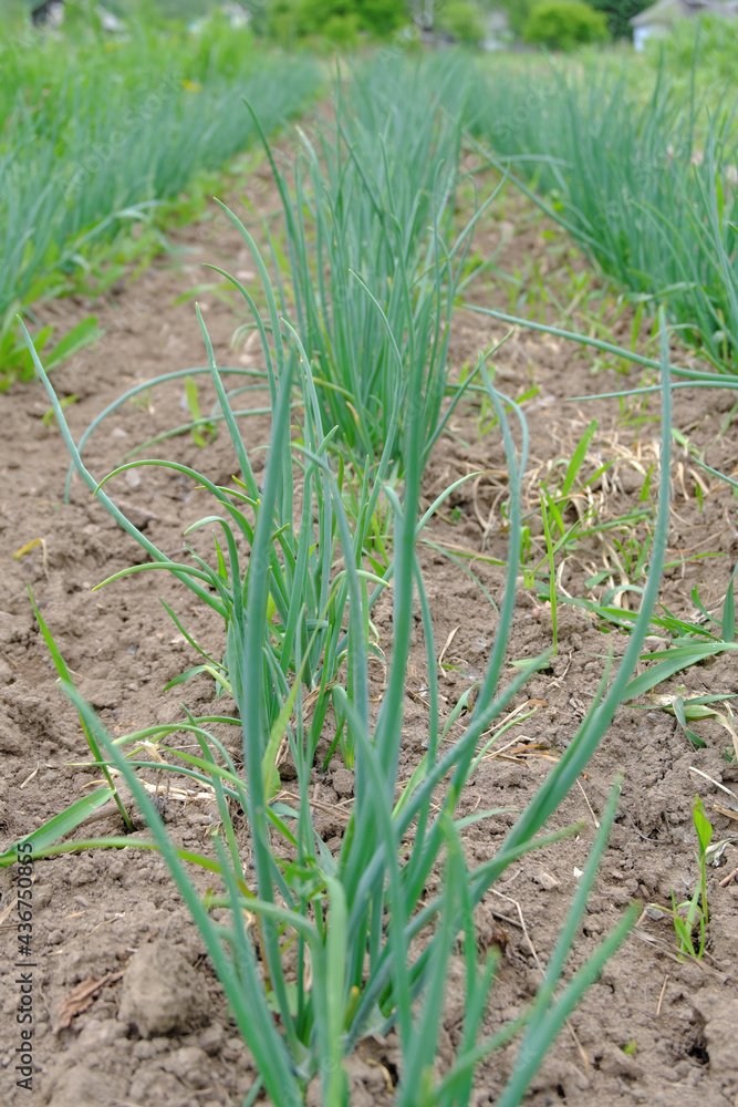 Smooth beds of young green onions on the village plot. The beginning of the summer season. Smooth beds of young green onions on the village plot. The beginning of the summer season.