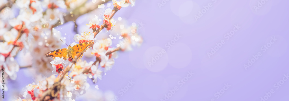 Fototapeta premium Spring background, banner - flowers of apricot tree with the butterfly small tortoiseshell, closeup with space for text