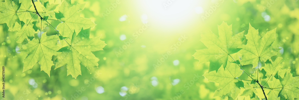Spring landscape, banner - view of the maple leaves on the branch in the deciduous forest on a sunny day, closeup, with space for text Spring landscape, banner - view of the maple leaves on the branch in the deciduous forest on a sunny day, closeup, with space for text