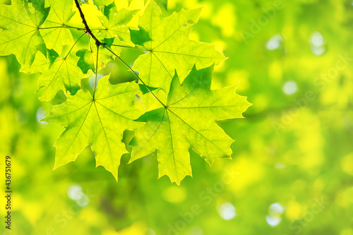 Spring landscape, background - view of the maple leaves on the branch in the deciduous forest on a sunny day, closeup, with space for text