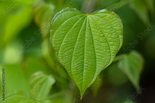 Close up of heart- shaped green leaf.