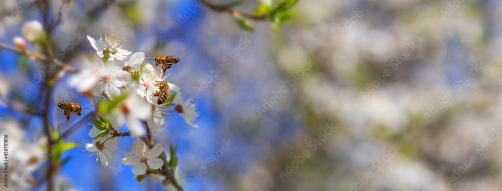 Spring background, banner - flowers of plum tree, pollinated by bees, selective focus, close up with space for text Spring background, banner - flowers of plum tree, pollinated by bees, selective focus, close up with space for text