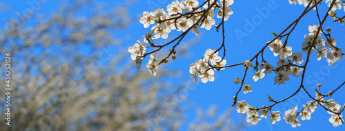 Spring background  banner - flowers of plum tree  selective focus  close up with space for text