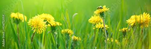 Selective focus close-up of the yellow dandelions on spring meadow, banner. Yellow flowers in green grass on the field. Taraxacum officinale