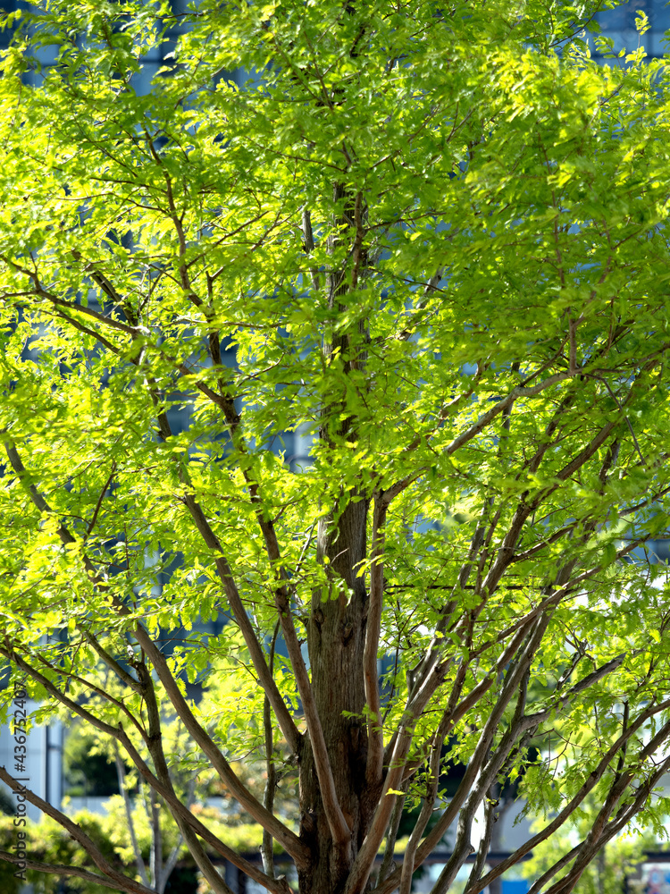 Fototapeta premium 新緑のメタセコイヤの木