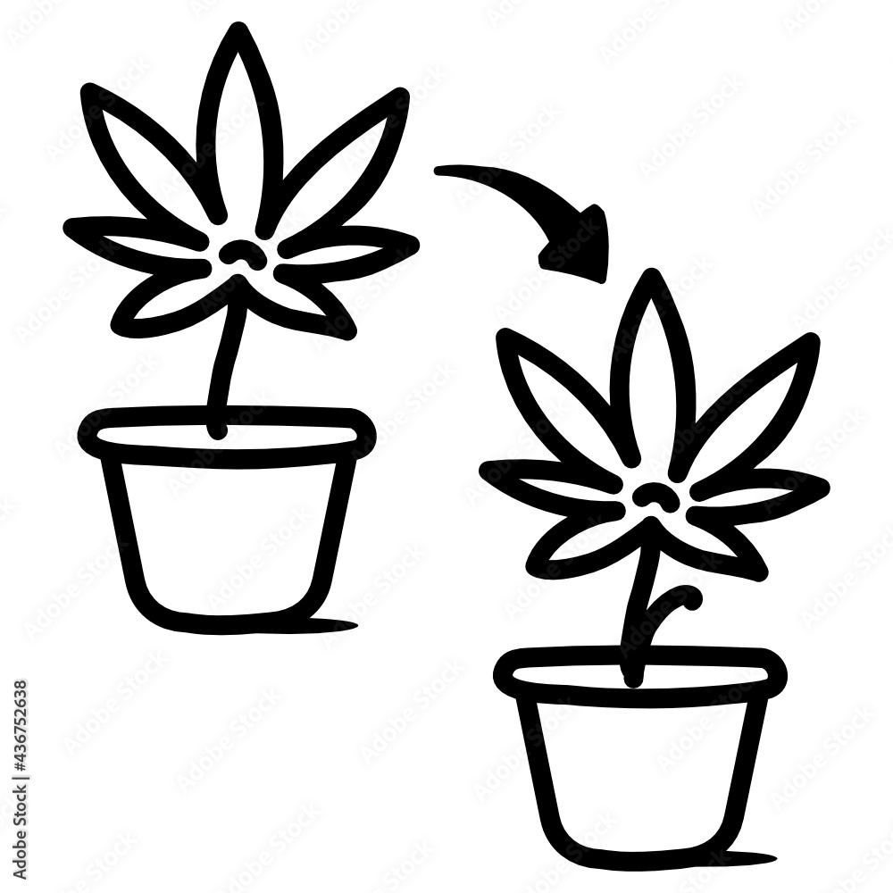 Marijuana
Marijuana