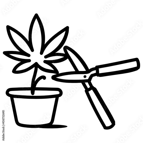 Marijuana

