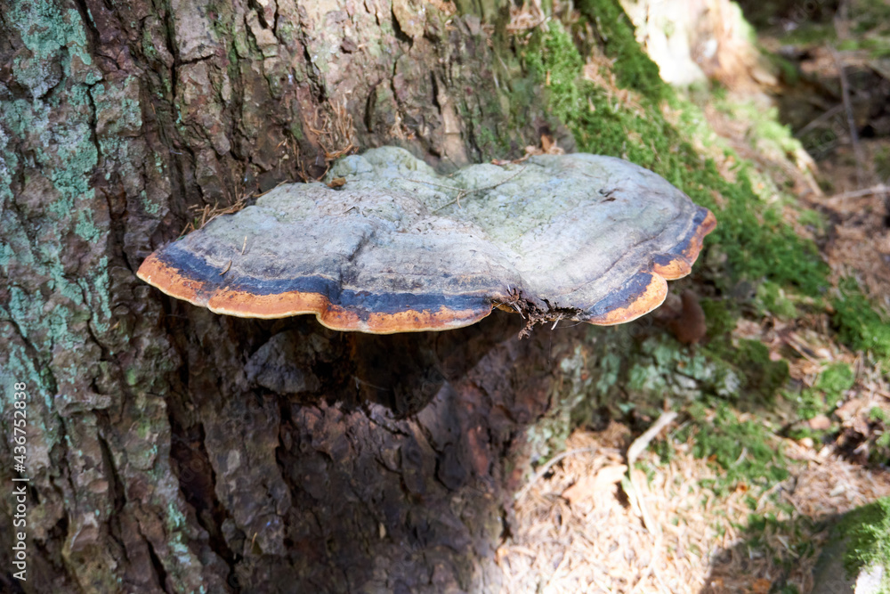 beautiful multicolored large mushroom on a tree trunk beautiful multicolored large mushroom on a tree trunk