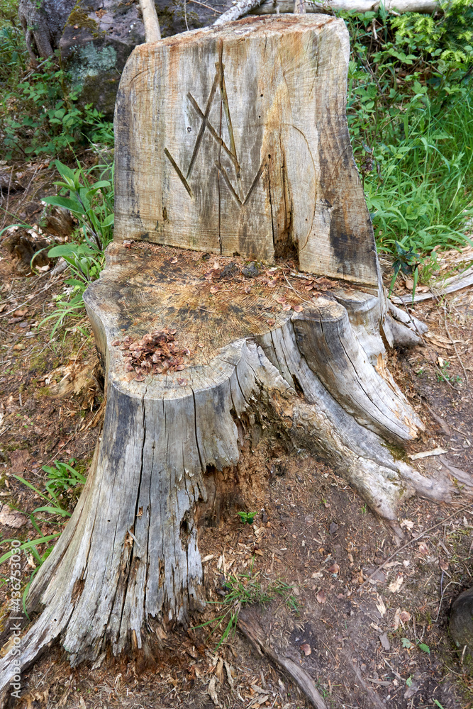 wooden throne seat from a tree trunk