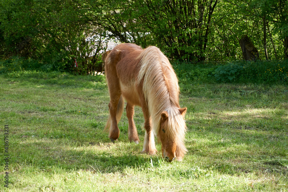 beautiful brown horse eats grass on a meadow