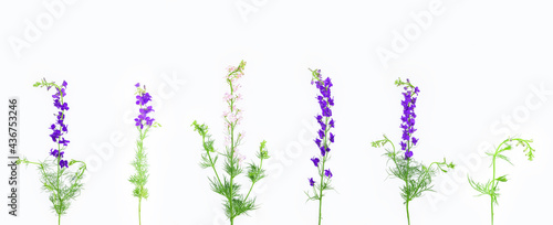 Set of wildflowers isolated on a white background. Larkspurs or Delphinium ajacis. photo