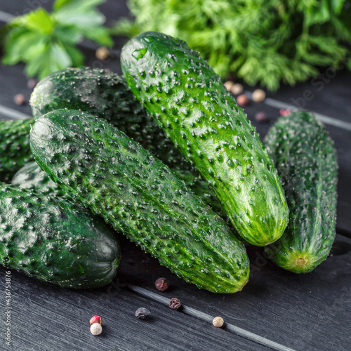 Cucumber on  dark wood texture background.Cucumbers harvest in summer. Cucumbers for salads or canning. Summer vegetables. Organic agriculture in village.