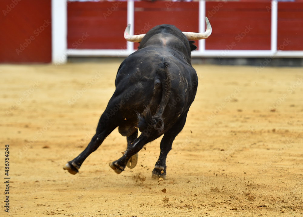 a spanish bull with big horns in the bullring in a traditional spectacle of bullfight a spanish bull with big horns in the bullring in a traditional spectacle of bullfight