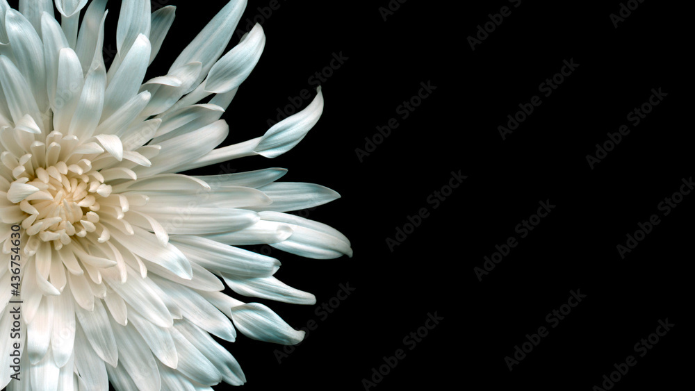 Beautiful white chrysanthemum isolated on black background. Close up  flower. Romantic wallpaper Stock Photo | Adobe Stock