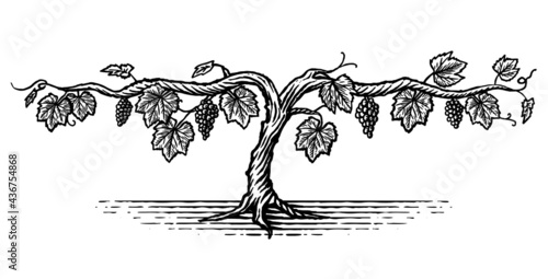 Hand drawn illustration of a grape vine in a vintage style photo