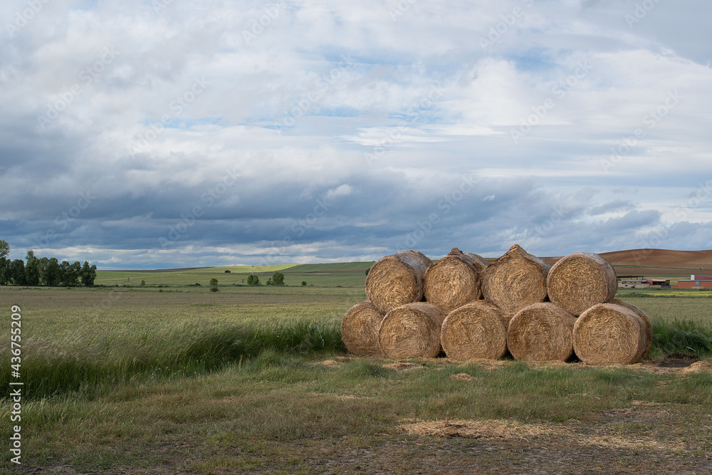 Freshly semi-watered circular straw bales in a cloudy field